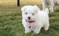 Button , a male Maltese for sale in Millersburg, OH – Photo 2 of 10