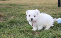 Button , a male Maltese for sale in Millersburg, OH – Photo 3 of 10