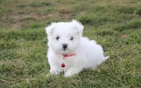 Button , a male Maltese for sale in Millersburg, OH – Photo 5 of 10