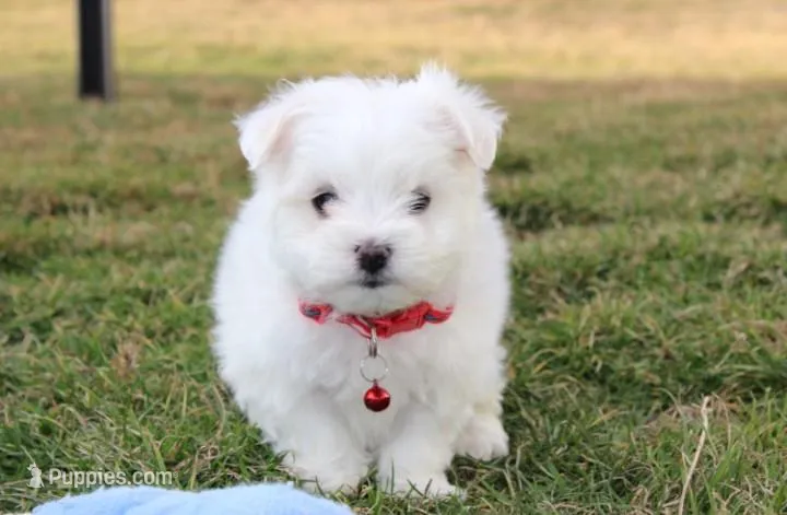 Button , a male Maltese for sale in Millersburg, OH – Photo 1 of 10