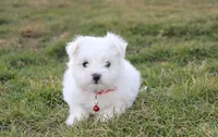 Button , a male Maltese for sale in Millersburg, OH – Photo 7 of 10