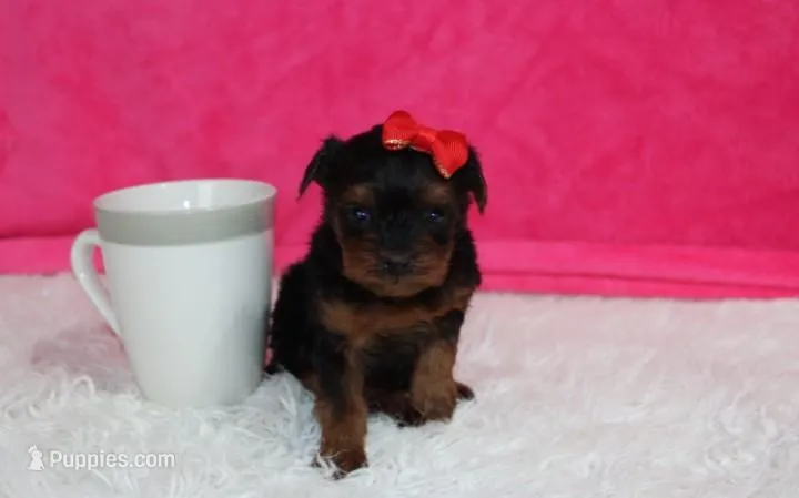 Elsa – Yorkipoo puppy for sale in Millersburg, OH