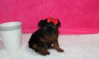 Elsa, a female Yorkipoo for sale in Millersburg, OH – Photo 2 of 5