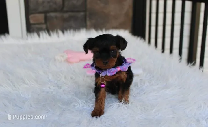 Elsa – Yorkipoo puppy for sale in Millersburg, OH