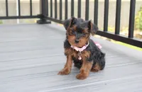 Emmy , a female Yorkipoo for sale in Millersburg, OH – 2 of 6
