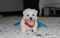 Jojo, a male Bichon Frise for sale in Millersburg, OH – 10 of 10