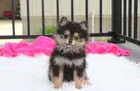 Tilly, a female Pomeranian for sale in Millersburg, OH – 7 of 10