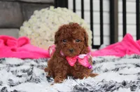 Sugar, a female Bichpoo for sale in Millersburg, OH – 3 of 8