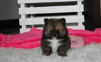 Bailey , a female Pomeranian for sale in Millersburg, OH – 5 of 10