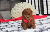 Simba, a male Bichpoo for sale in Millersburg, OH – 1 of 8