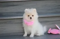 Khloe , a female Pomeranian for sale in Millersburg, OH – 10 of 10