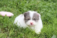 Flora, a female Pomeranian for sale in Millersburg, OH – 2 of 10