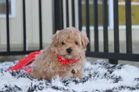 Kirian, a male Maltipoo for sale in Millersburg, OH – 3 of 5