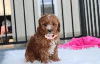 Lexi, a female Cavapoo for sale in Millersburg, OH – 5 of 10