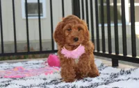 Lily, a female Cockapoo for sale in Millersburg, OH – 5 of 5
