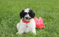 Ryder, a male Yorkipoo for sale in Millersburg, OH – 5 of 10