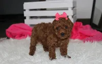 Sally, a female Poodle - Miniature  for sale in Millersburg, OH – 6 of 9