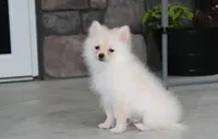 Cooper , a female Pomeranian for sale in Millersburg, OH – 3 of 5