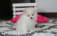 Roxy, a female Pomeranian for sale in Millersburg, OH – 7 of 7