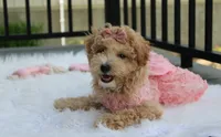 Sadie , a female Bichpoo for sale in Millersburg, OH – 5 of 5