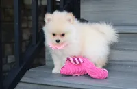 Ruby, a female Pomeranian for sale in Millersburg, OH – 6 of 7