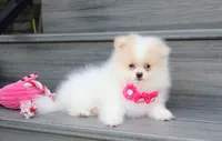 Roxy, a female Pomeranian for sale in Millersburg, OH – 3 of 7