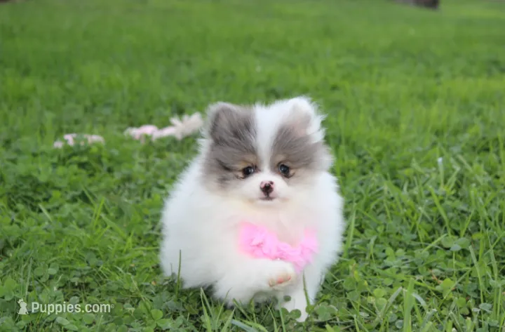 Flora – Pomeranian puppy for sale in Millersburg, OH