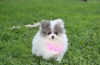 Flora, a female Pomeranian for sale in Millersburg, OH – 1 of 7