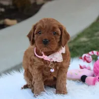 Darcy , a female Cavapoo for sale in Millersburg, OH – Photo 2 of 6
