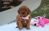 Darcy , a female Cavapoo for sale in Millersburg, OH – Photo 2 of 6
