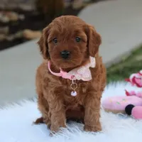 Darcy , a female Cavapoo for sale in Millersburg, OH – Photo 5 of 6