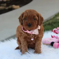 Darcy , a female Cavapoo for sale in Millersburg, OH – Photo 6 of 6