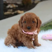 Darcy , a female Cavapoo for sale in Millersburg, OH – Photo 1 of 6