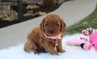 Darcy , a female Cavapoo for sale in Millersburg, OH – Photo 1 of 6