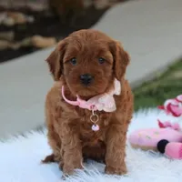 Darcy , a female Cavapoo for sale in Millersburg, OH – Photo 3 of 6