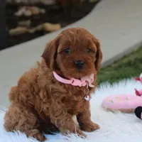 Darcy , a female Cavapoo for sale in Millersburg, OH – Photo 4 of 6