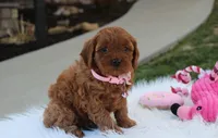 Darcy , a female Cavapoo for sale in Millersburg, OH – Photo 4 of 6