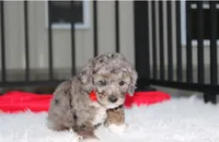 Banjo, a male Poodle - Miniature  for sale in Millersburg, OH – 8 of 9