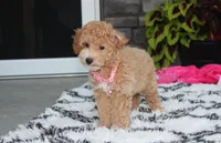 Kallista , a female Bichpoo for sale in Millersburg, OH – 8 of 10