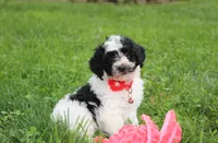 Ryder, a male Yorkipoo for sale in Millersburg, OH – 2 of 10