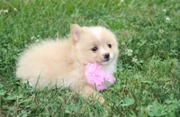 Lexi, a female Pomeranian for sale in Millersburg, OH – 2 of 8