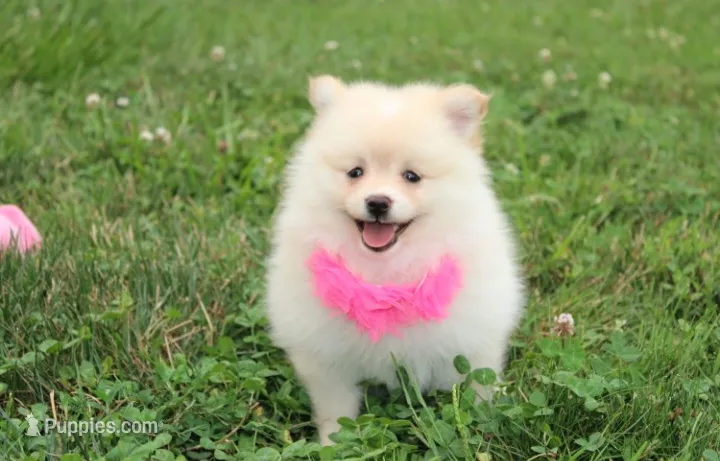 Layla – Pomeranian puppy for sale in Millersburg, OH