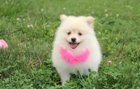Layla, a female Pomeranian for sale in Millersburg, OH – 1 of 7