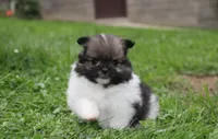 Juno, a female Pomeranian for sale in Millersburg, OH – 5 of 10