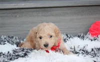 Kelby, a male Bichpoo for sale in Millersburg, OH – 5 of 6