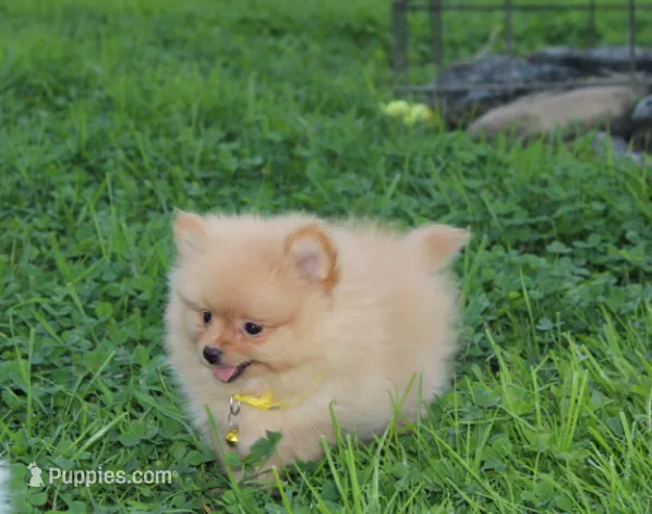 Finn – Pomeranian puppy for sale in Millersburg, OH