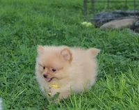Finn, a male Pomeranian for sale in Millersburg, OH – 1 of 7