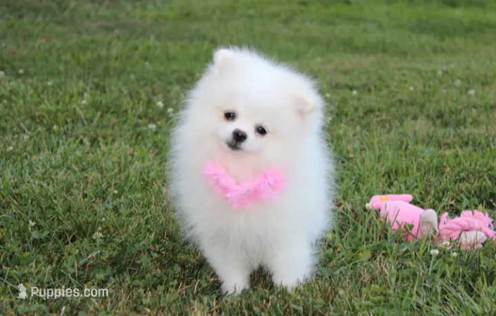 Reese – Pomeranian puppy for sale in Millersburg, OH