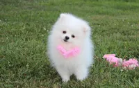 Reese, a female Pomeranian for sale in Millersburg, OH – 1 of 8