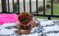 Sasha , a female Poodle - Miniature  for sale in Millersburg, OH – 8 of 10